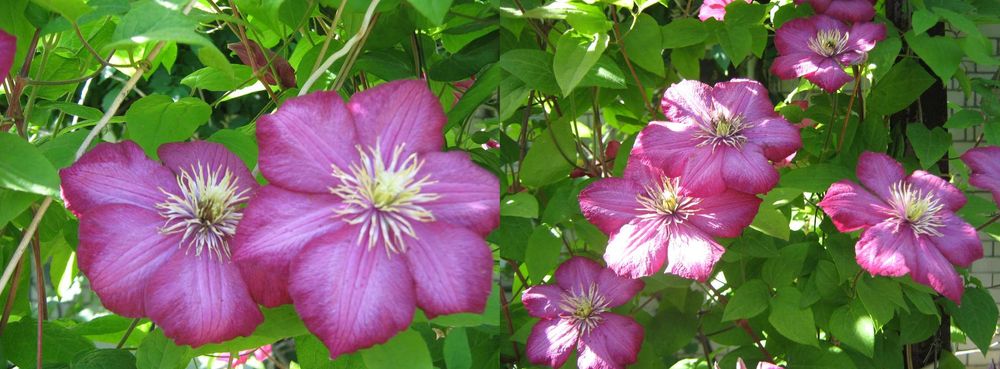 Клематис Виль де Лион, пион Mackinac Grand и др.cадовые цветы