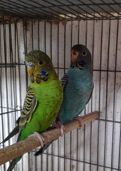 Piriquitos Autralianos Campeões