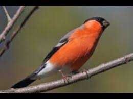 Varias aves de Fauna anilhadas 2024/2025