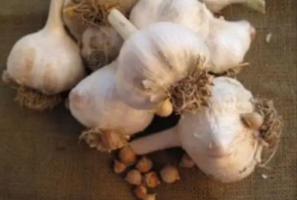 Часник зимовий великий, стійкий до хвороб Рокамболь