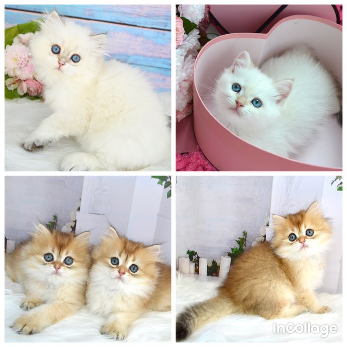 Британские котята золотая шиншилла