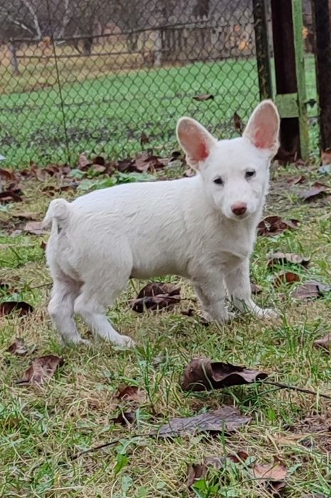 Песик в добрі руки