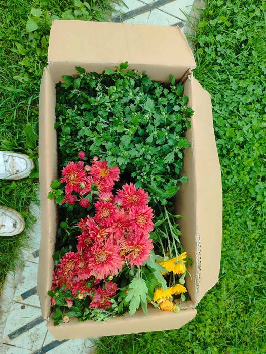 Хризантеми багаторічні різнокольорові шаровидні