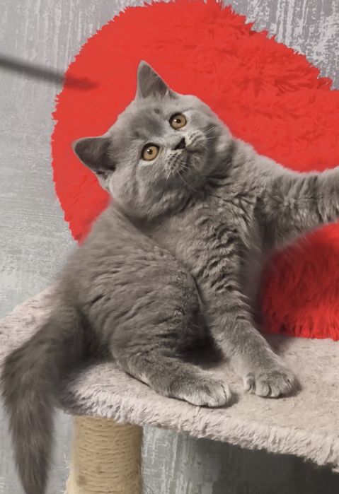 Кошенята шотландські дівчинка