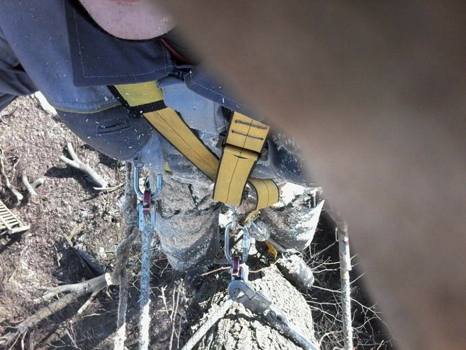 WYCINKA / Pielęgnacja Drzew TRUDNYCH metodą Alpinistyczną ( zwyżka )