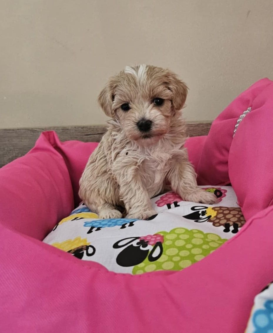 Maltipoo chlopiec super socjalizowany.