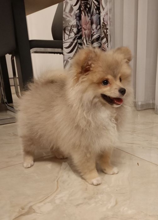 Szpic miniaturowy pomeranian