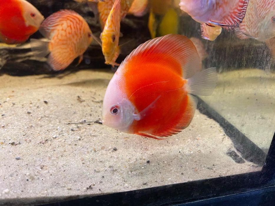 Discus / paletki / marlboro yellow - red / pigeon red / red map