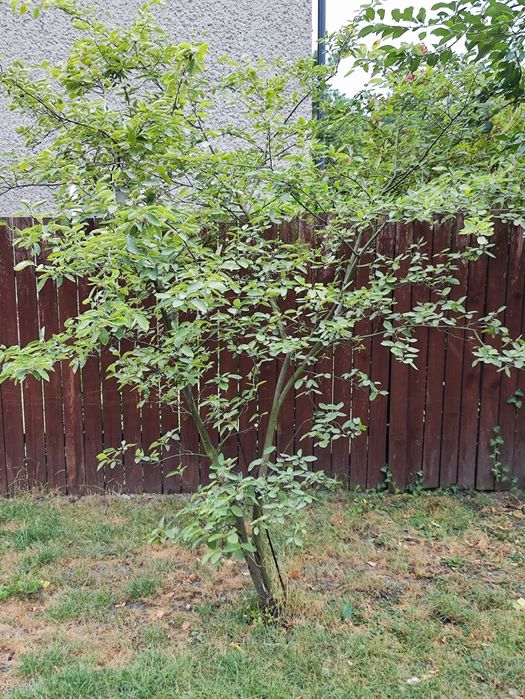 Świdośliwa krzew, drzewo, roślina duża