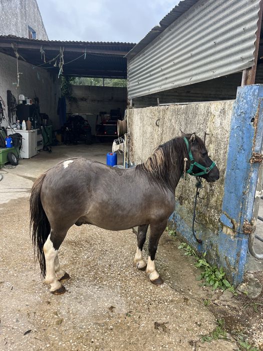 Ponei castrado montado e engatado