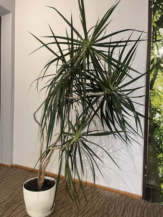 Dracena obrzeżona