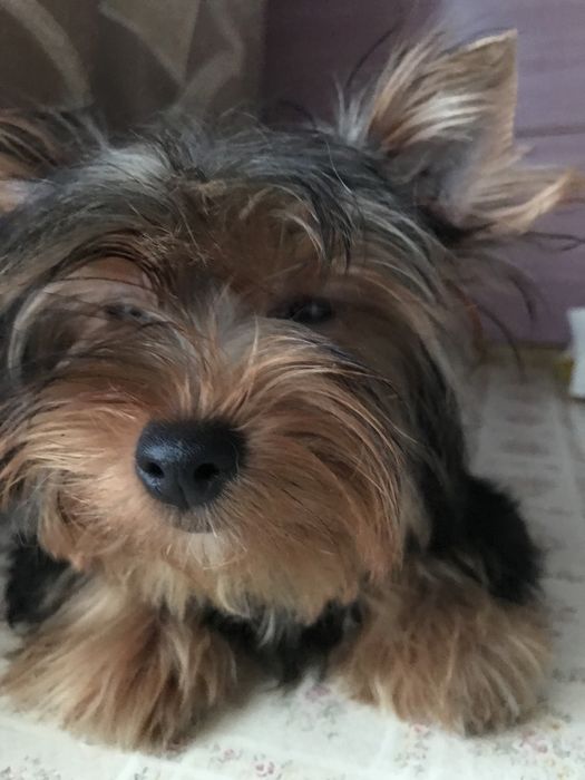 Сука йоркширського тер‘єра