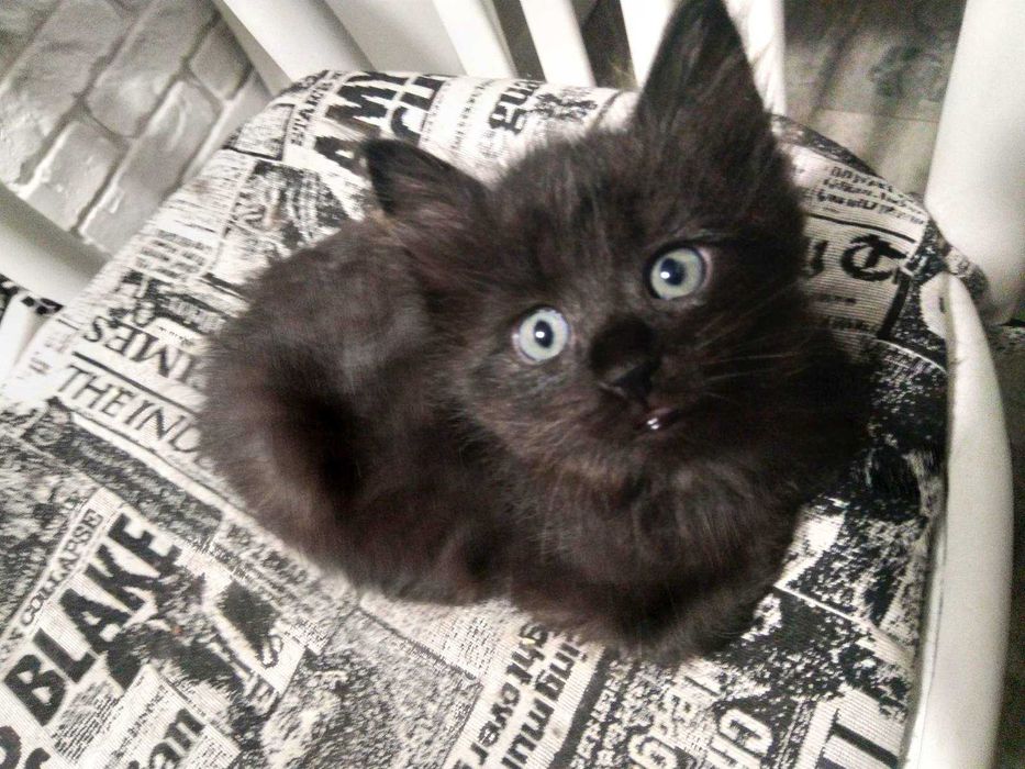 Котенок Відддам кошеня (чорні котята) в хороші, люблячі руки