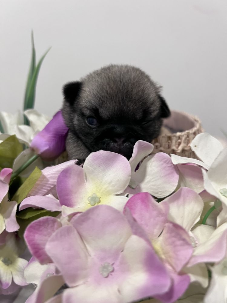 Mops Layla suczka rodowod FCI ZKwP