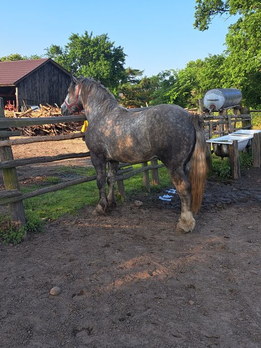 Sprzedam ogiera szpaka