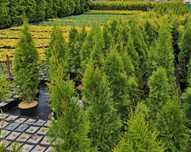 Thuja Smaragd Szmaragd zagęszczana sadzenie transport 100% przyjęcia
