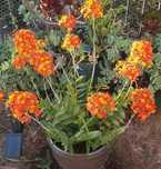 Orquídeas Epidendrum