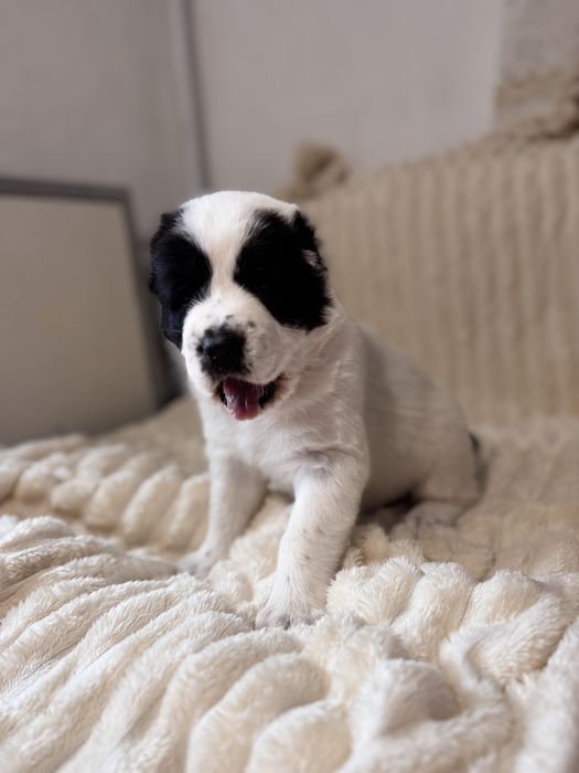 Продам цеценят алабая