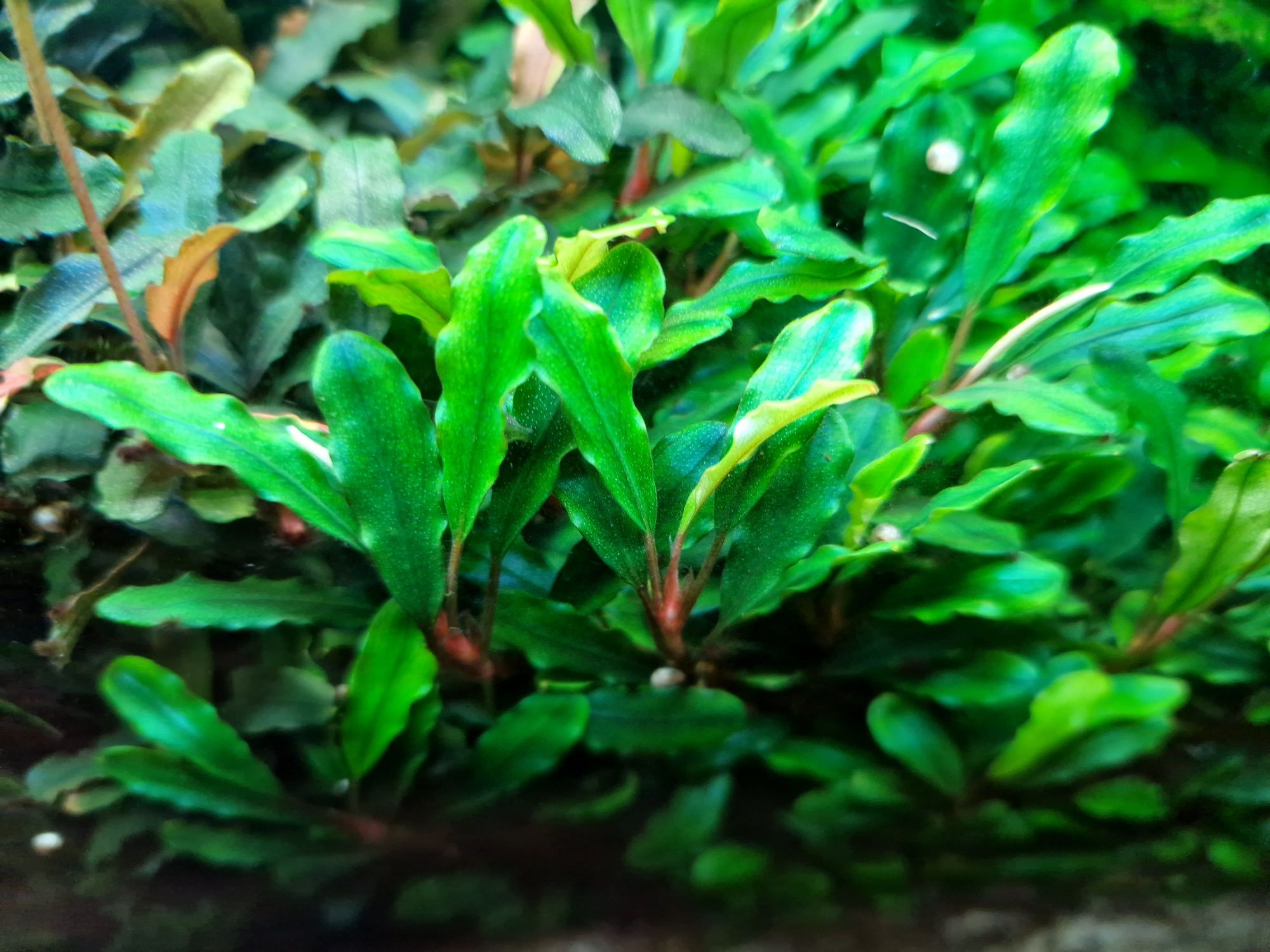 Bucephalandra rożne 4 odmiany - 10szt. Sadzonek