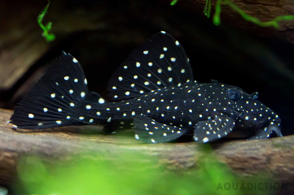 Zbrojnik L240 Leporacanthicus galaxias samiec 19 cm - piekny