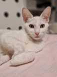 Elza, roczna, cudowna kotka do adopcji