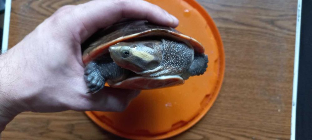 żółw wodno lądowy Emydura Subdoglosa 4 letnia samica