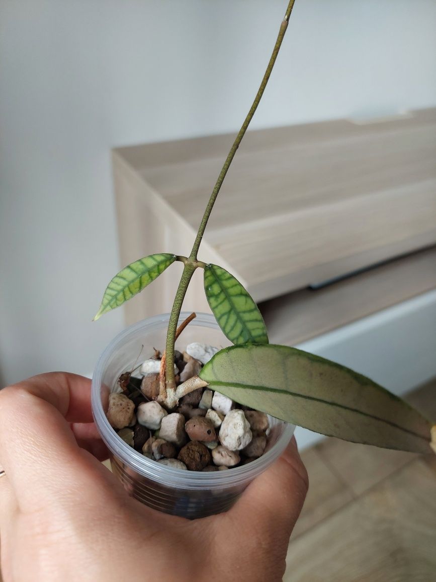 Hoya callistophylla ukorzeniona Kraków