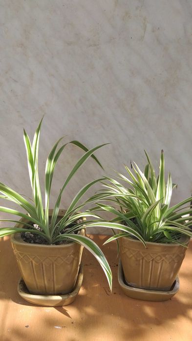 Хлорофитум, хлорофітум в керамічних горшиках