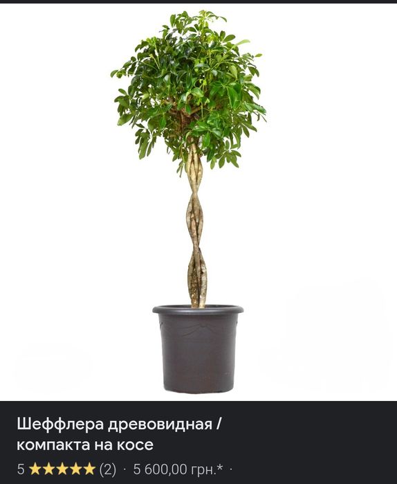 Шефлера деревовидна