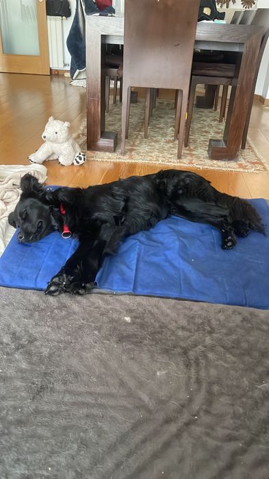 Bebé com 1 ano para adoção, super meiguinho