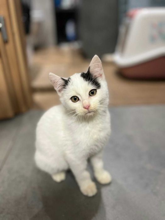 Kropek - malutki kociak 3 mce miły, kotolubny ADOPCJA