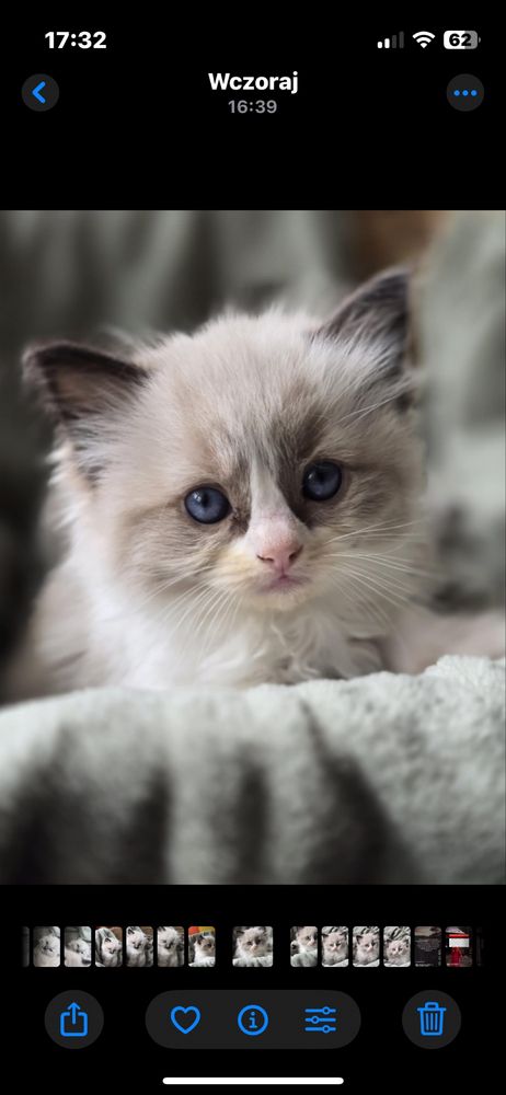 Kotek Ragdoll na kolanka