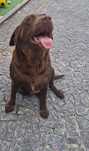 Cadela labrador com 3 anos e meio
