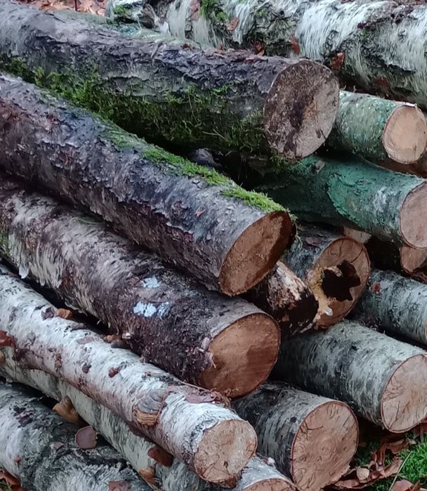 Drewno opałowe/ kominkowe