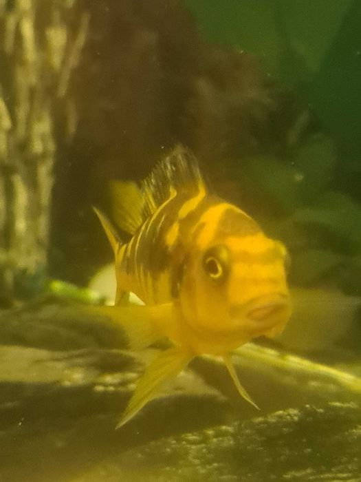 Ryby - pyszczaki (szerszenie) dorosłe