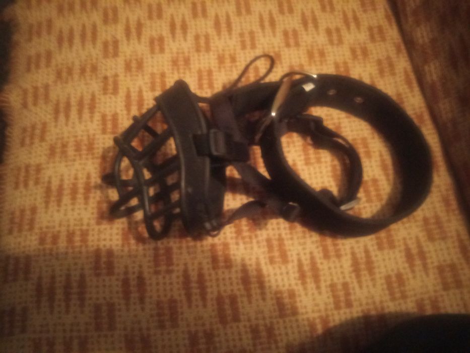 Kaganiec obroża smycz amstaff pitbull