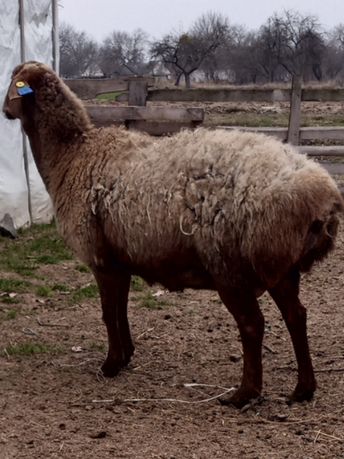 Продам курдючних овець