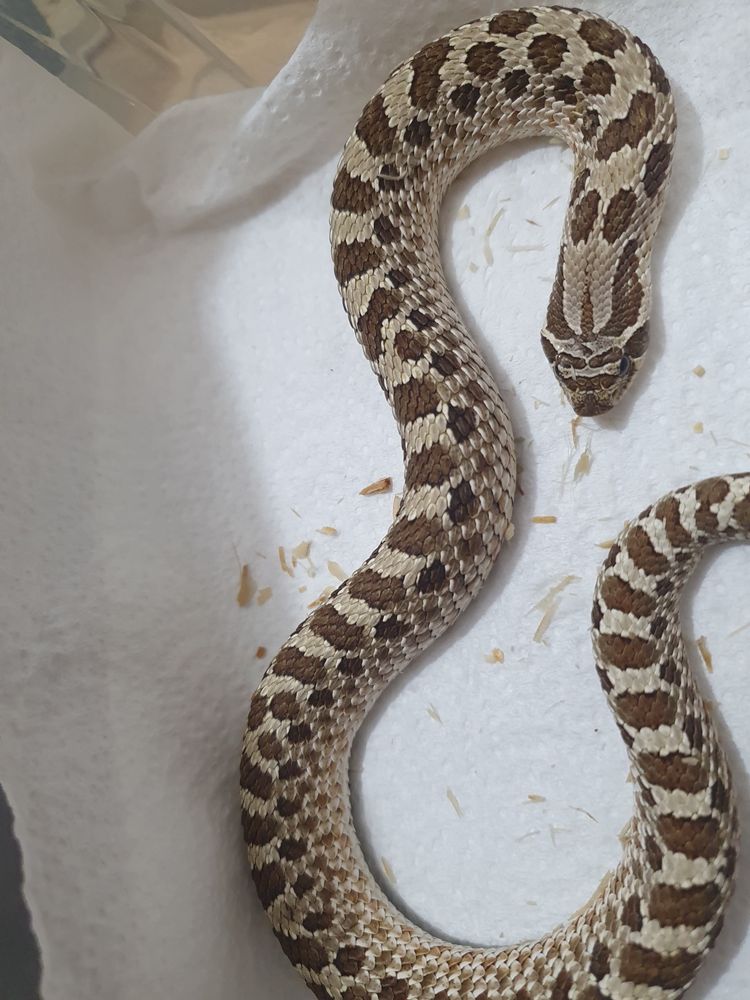 Heterodon Zachodni Classic Het Toffee