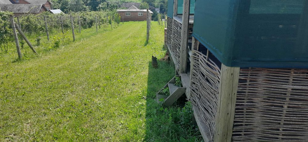 Продаж будинку, Тернопільська область, Монастириський район Швейків