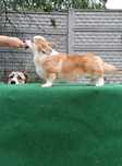 Śliczny chłopczyk corgi ZKwP FCI