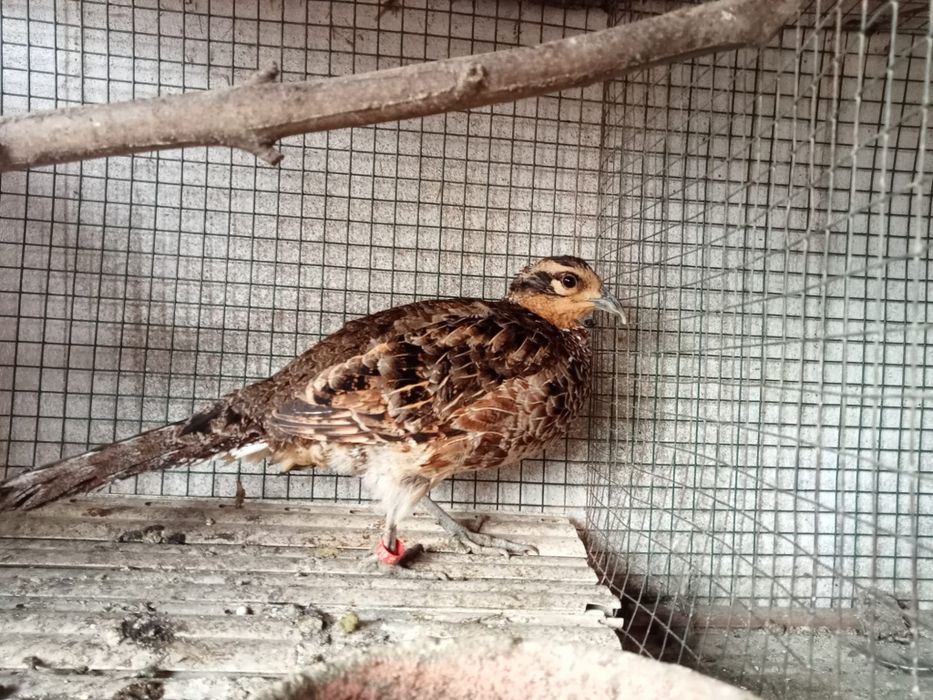 Fêmea faisão venerado