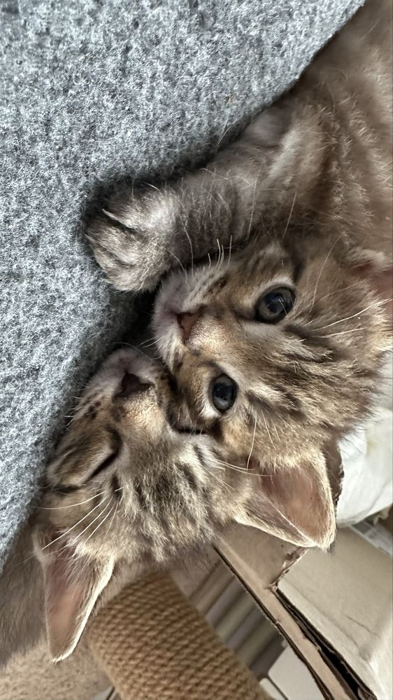 Віддам кошенят котят у добрі рукі