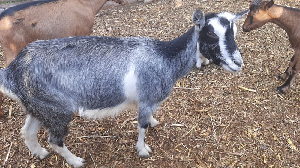 Альпийская коза год и 8 месяцев. Козы.