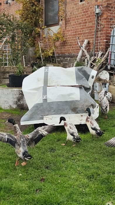 Biegus indyjski srebrne kaczory