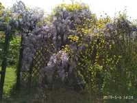 Sadzonki wisteri