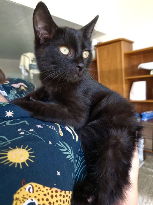 Kocurek  Pankracy szuka domu