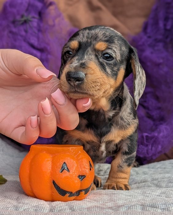 Чудові дівчатка такса