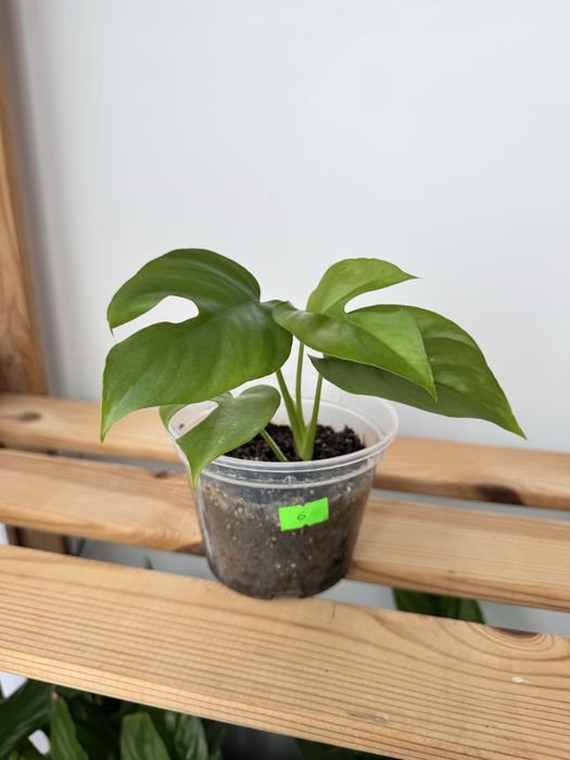 Монстера Мініма, Рафідофора, Monstera Minima, Rhaphidophora