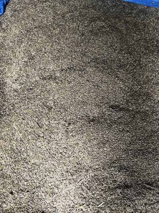 Owies suchy tegoroczny