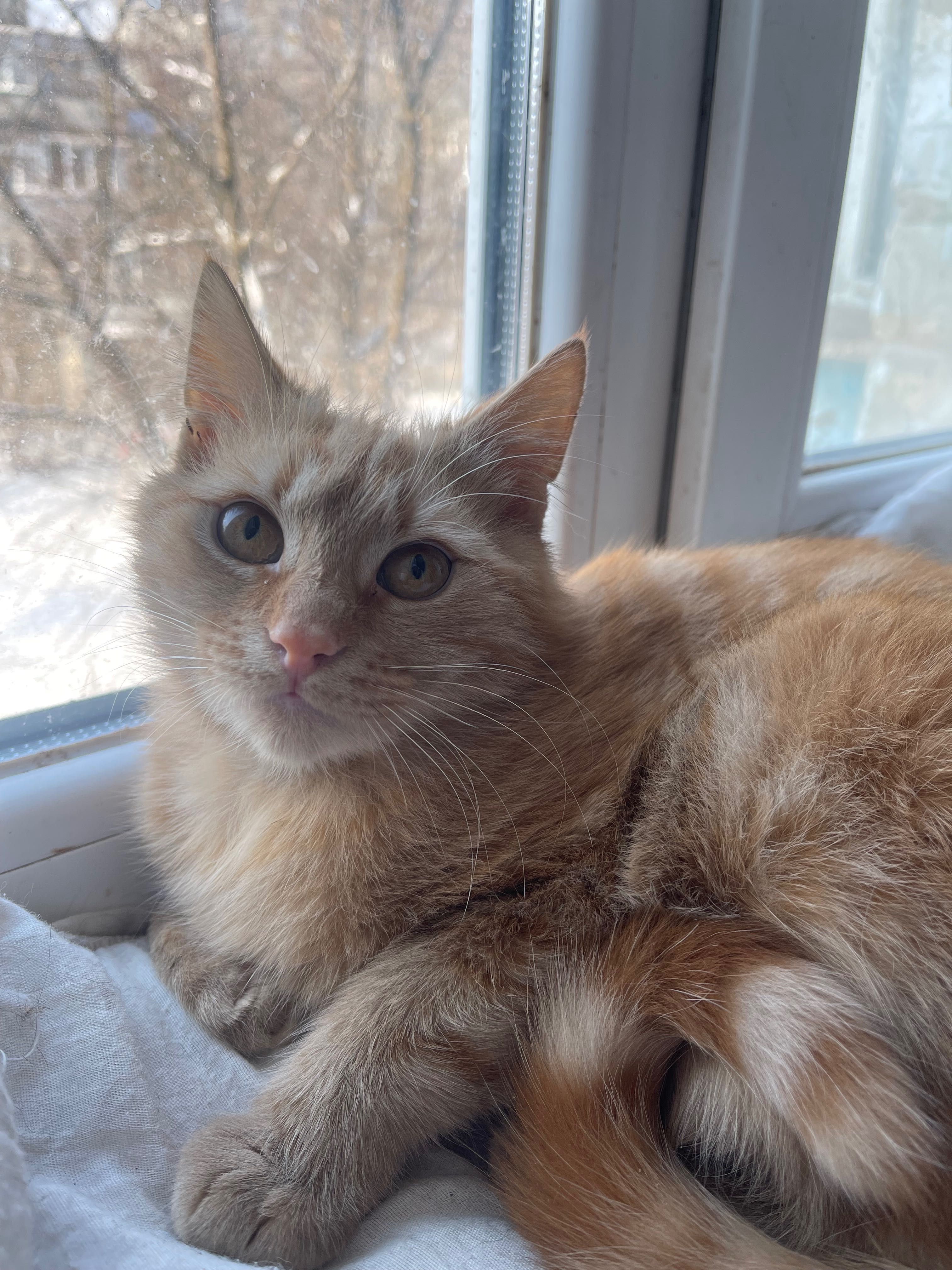 Котята рыжий котенок мальчик 6 мес